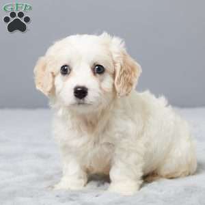 Chance, Cavachon Puppy